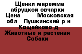 Щенки маремма абруцкой овчарки › Цена ­ 60 - Московская обл., Пушкинский р-н, Кощейково д. Животные и растения » Собаки   